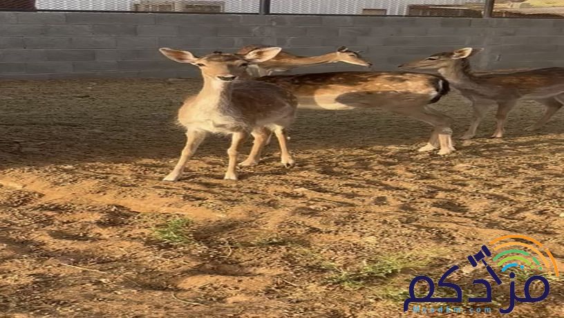 غزلان هولاندية