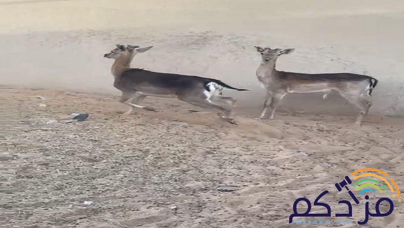 غزلان هولاندية