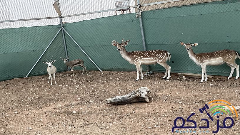 غزالان للبيع
