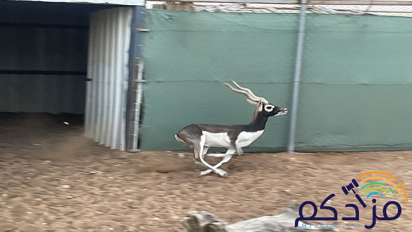 غزالان للبيع