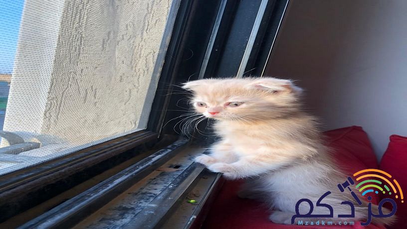 قطوتين سكوتش وشيرزاية