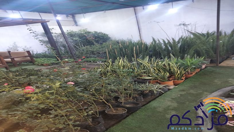 تنسيق حدائق