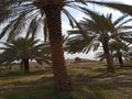 نخل وشبوك وتوريد