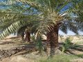 نخل وشبوك وتوريد