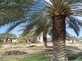 نخل وشبوك وتوريد