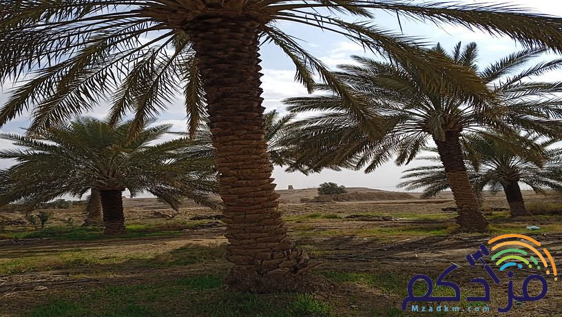نخل وشبوك وتوريد