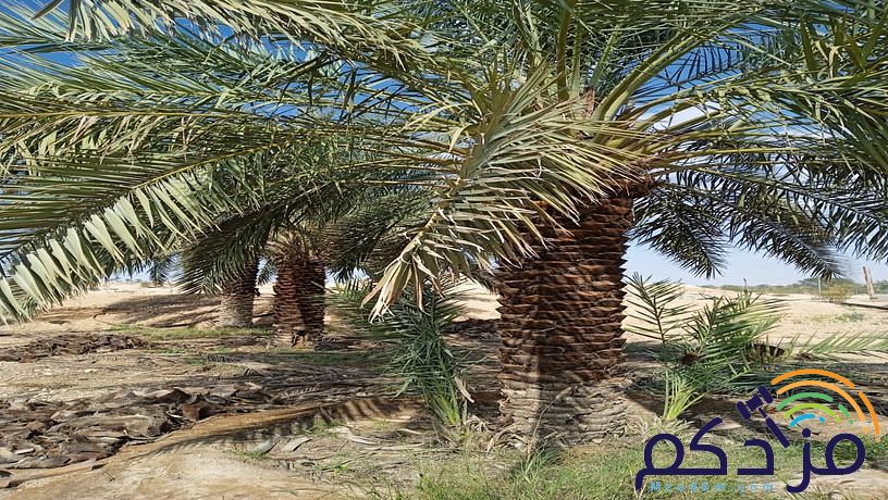نخل وشبوك وتوريد