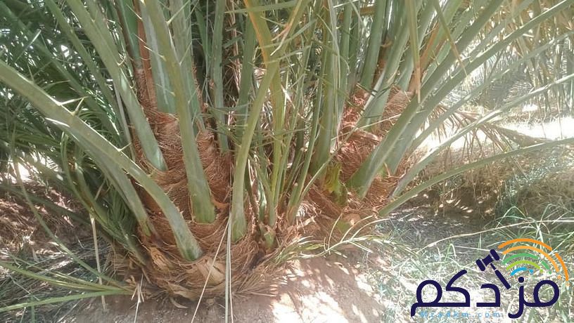 نخل وشبوك وتوريد