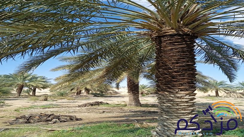 نخل وشبوك وتوريد
