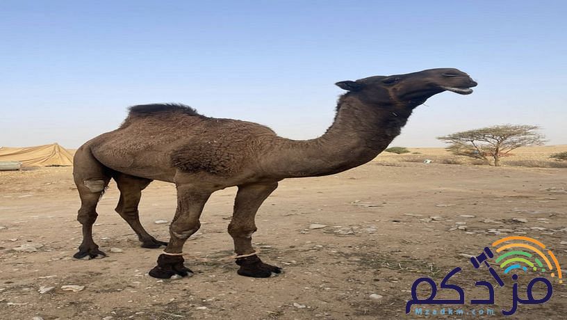الابل للبيع