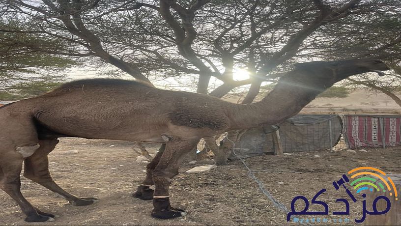 الابل للبيع