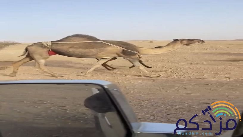 الابل للبيع