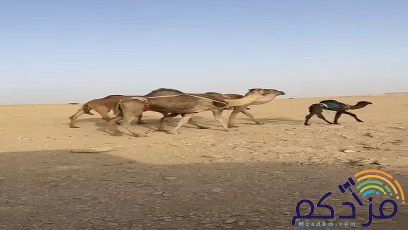 الابل للبيع