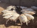 برابر طيبة للبيع – الباحة 🐏
