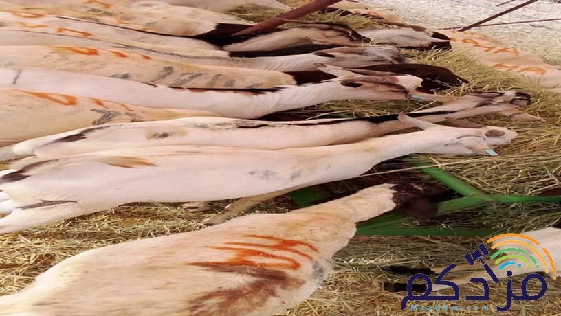 برابر طيبة للبيع – الباحة 🐏