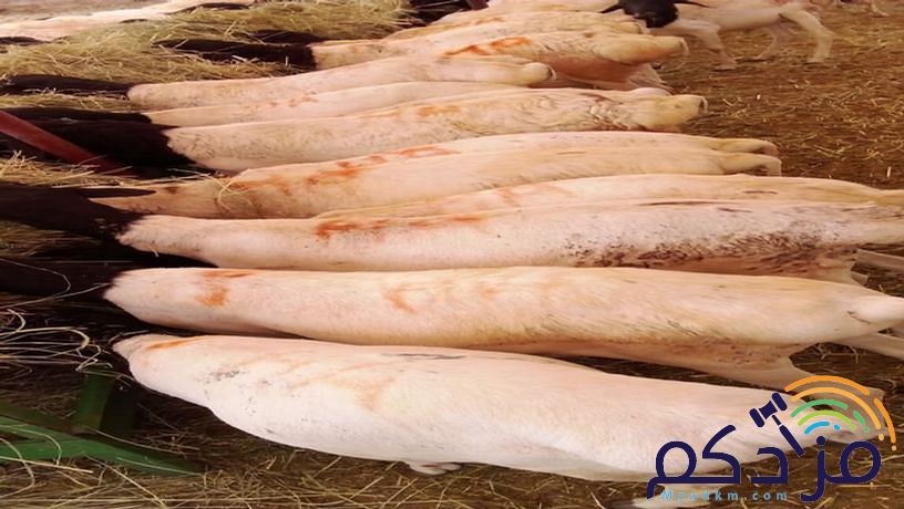 برابر طيبة للبيع – الباحة 🐏