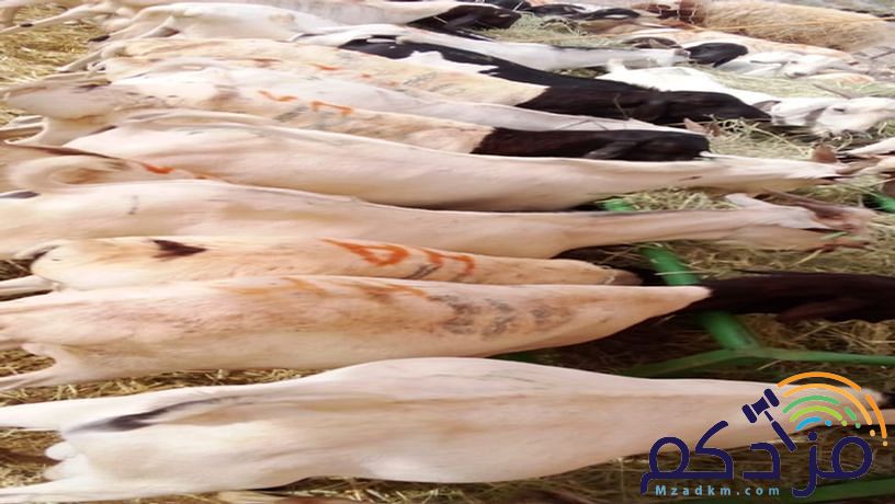 برابر طيبة للبيع – الباحة 🐏