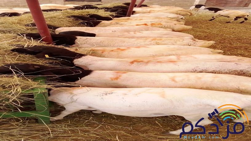 برابر طيبة للبيع – الباحة 🐏