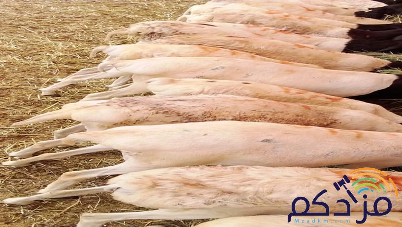 برابر طيبة للبيع – الباحة 🐏