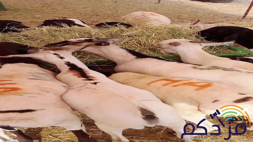 برابر طيبة للبيع – الباحة 🐏