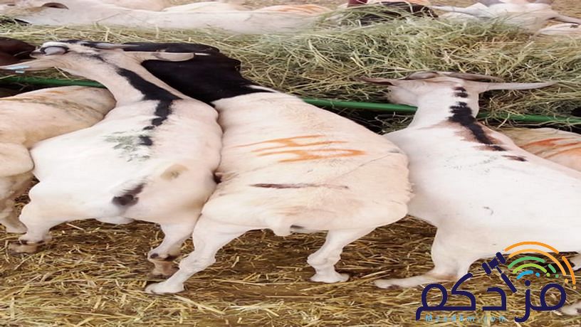 برابر طيبة للبيع – الباحة 🐏