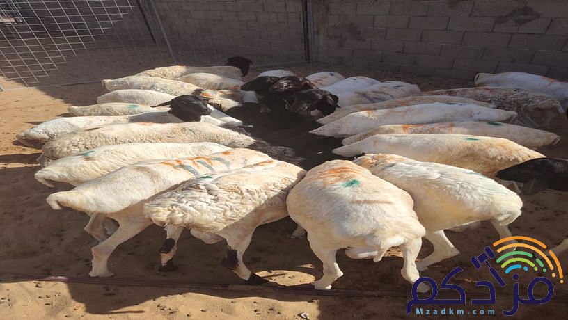 برابر طيبة للبيع – الباحة 🐏