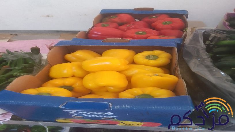 شركة توريد الفواكة والخضروات الطازجة بجدة