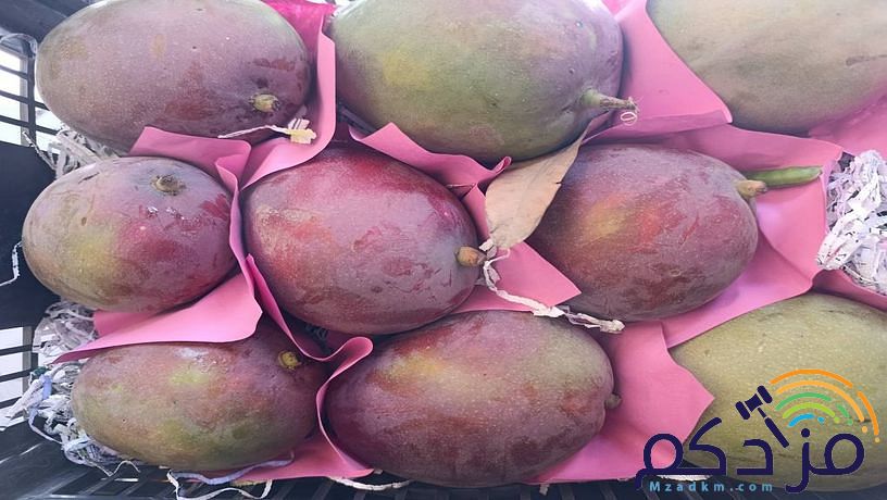 شركة توريد الفواكة والخضروات الطازجة بجدة