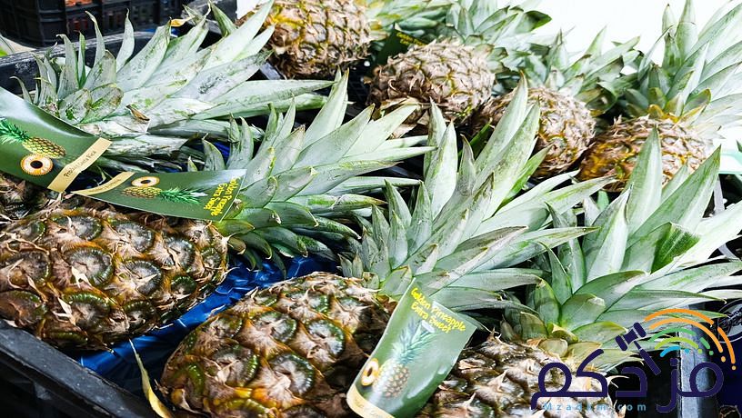 شركة توريد الفواكة والخضروات الطازجة بجدة