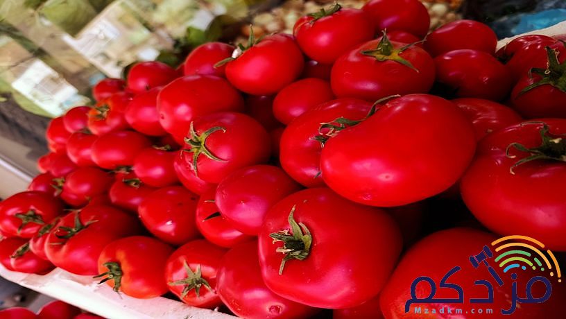 شركة توريد الفواكة والخضروات الطازجة بجدة