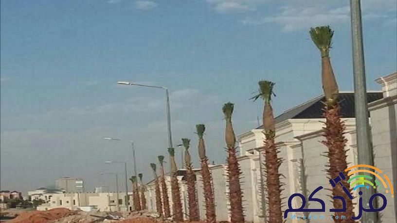 لتركيب الشبوك وتوريد وزراعة النخيل