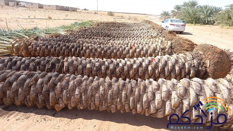 لتركيب الشبوك وتوريد وزراعة النخيل