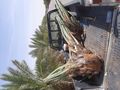 امقاول نخيل صيانه وتوريد ابوعامر