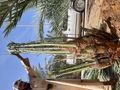 امقاول نخيل صيانه وتوريد ابوعامر