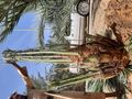 امقاول نخيل صيانه وتوريد ابوعامر