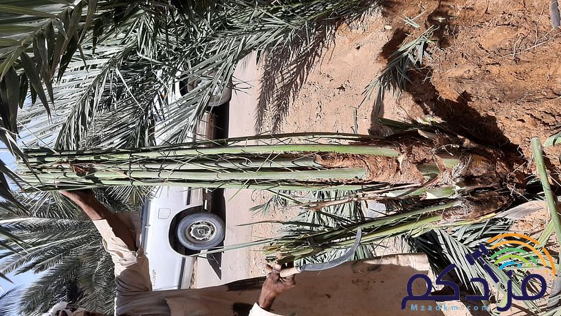 امقاول نخيل صيانه وتوريد ابوعامر