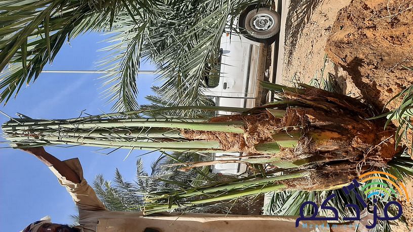 امقاول نخيل صيانه وتوريد ابوعامر
