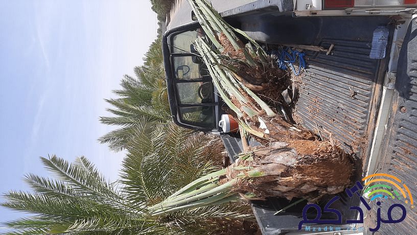 امقاول نخيل صيانه وتوريد ابوعامر