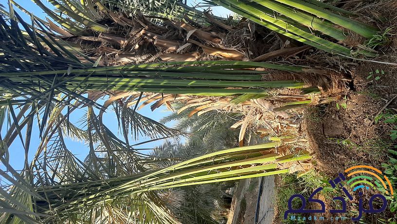 امقاول نخيل صيانه وتوريد ابوعامر