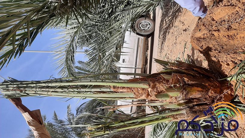 امقاول نخيل صيانه وتوريد ابوعامر