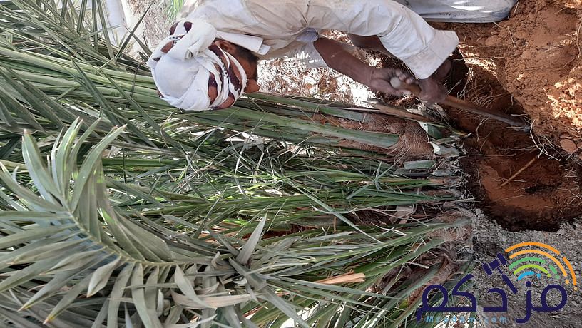 امقاول نخيل صيانه وتوريد ابوعامر