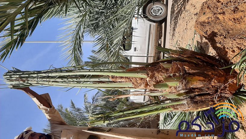 امقاول نخيل صيانه وتوريد ابوعامر