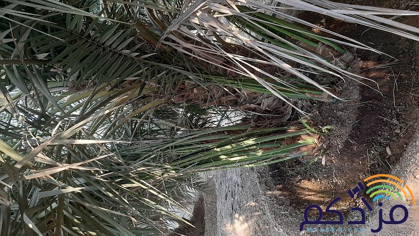 امقاول نخيل صيانه وتوريد ابوعامر