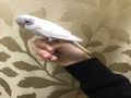 للبيع طير بادجي