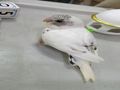 للبيع طير بادجي