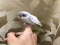 للبيع طير بادجي