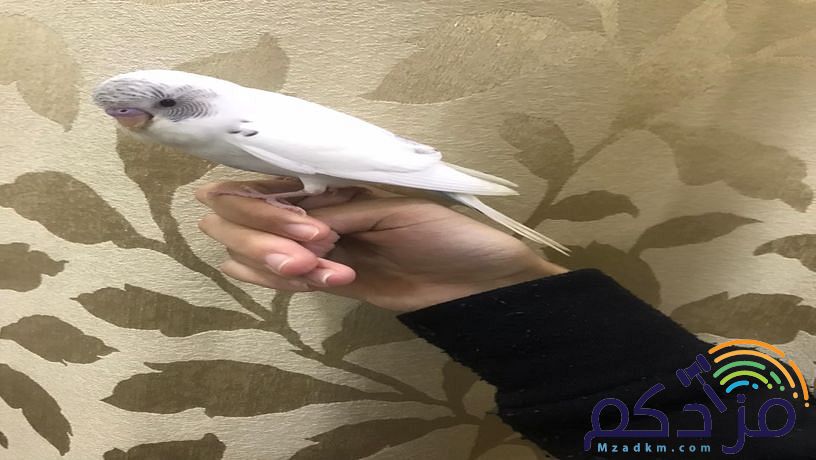 للبيع طير بادجي