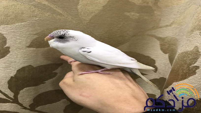 للبيع طير بادجي