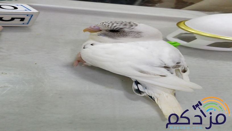 للبيع طير بادجي