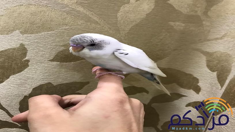للبيع طير بادجي